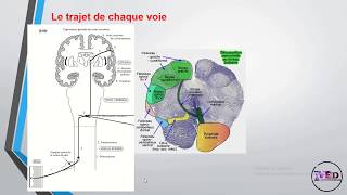 Physiologie de la somesthésie 1ère partie [upl. by Jemie]