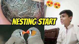 Zebra finch Na nesting Start kardi 😍😍 [upl. by Solrak238]