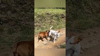 Why do dogs sniff other dogs backyards shorts video viralvideo reels topfact700 [upl. by Maximilien]