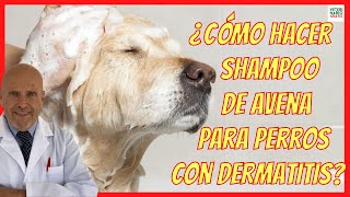 ¿COMO HACER SHAMPOO DE AVENA PARA PERROS CON DERMATITIS ❤️ 2 TRUCOS [upl. by Latoniah]