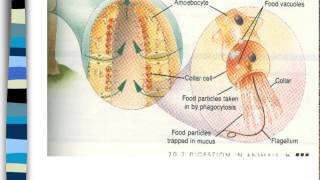 Phylum Porifera and Cnidaria [upl. by Eilsew]