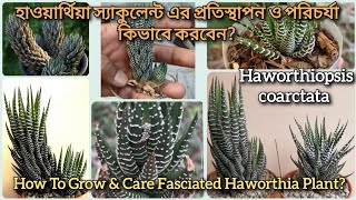 How To Grow amp Care Fasciated Haworthia PlantHaworthiopsis coarctata zebra haworthia হাওয়ার্থিয়া [upl. by Nuhsyar]