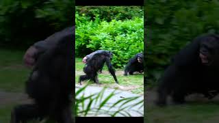 Female Chimp Fights Alpha Male And Wins [upl. by Lorenzo77]