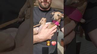 My Dad and My needy italian greyhound dog dogs funny funnyvideo funnyshorts italiangreyhound [upl. by Adlesirk]