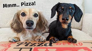 The Dogs ATTEMPT To Order a Pizza  Get Busted by Eufy Pet Camera [upl. by Anaiv]