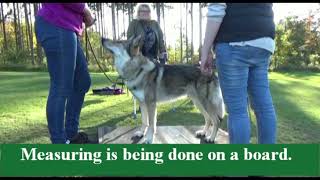 Bonitation of the Czechoslovakian Wolfdog in the Czech Republic  instructional video part 1 [upl. by Nuajed]