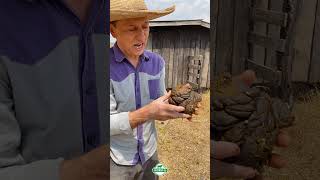 Análise de Fezes agro gado roçadicas sitio fazenda vaca nutrição boi pecuaria viralvideo [upl. by Llehsad]