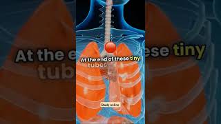 Working of Lungs breathing [upl. by Bennet]