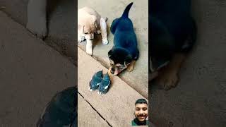 Cute puppy s little bird funny shortvideo [upl. by Ajiram]