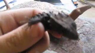 Crocodile skink annoyance vocalizations  Tribolonotus gracilis sonido [upl. by Shipman533]