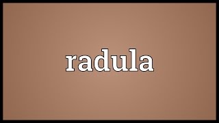 Radula Meaning [upl. by Adniram]