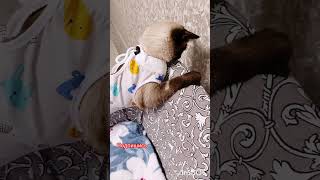 🐱Упала пытаясь спрыгнуть‼️ [upl. by Tonina]