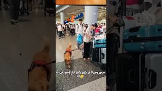 ഞാൻ മുതലാളിയെ നാറ്റിച്ചില്ലല്ലോ അല്ലേ😍🤣👍🏻pets puppy dog viral short shortvideo doglover [upl. by Hochman]