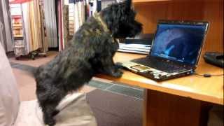 cairn terrier barking [upl. by Minardi]