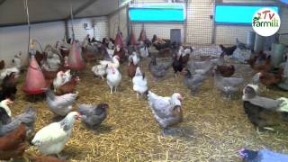 Les poules sont de retour [upl. by Alodie]