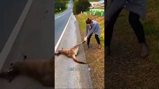 I found a kangaroo lying on the road sorts sortvideo sort [upl. by Assil]