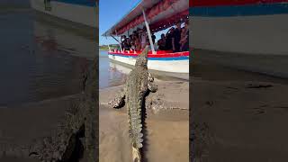 Crocodile encounter terrifying close call on Tárcoles River boat tour [upl. by Lauretta]