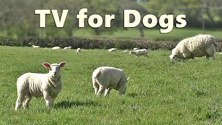 Dog TV Watching  Videos for Dogs  Sheep Sounds and Lambs Baaing  Relax with Nature [upl. by Frayne]