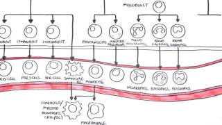 An introduction to Haematopoesis [upl. by Otxis]