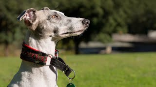 Unconditional Love Exploring the Special Bond Between Whippets and Their Owners [upl. by Stoops]