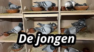 De jongen  Duiven voeren de jongen  Postduiven kweken 2024 [upl. by Ynotna19]