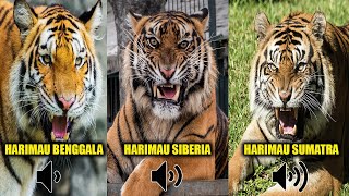 Suara Harimau Sumatra Paling Keras  Beginilah Suara Harimau Ketika Marah [upl. by Ydarb]