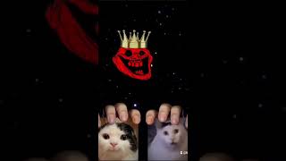 Who is the best cat🤔🐱 cat edit [upl. by Asilav]