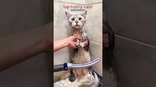 Cute Kittens 🐈‍⬛ Try not To laugh 😻 FunnyCats 8876 [upl. by Lampert]