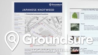 Groundsure  The Implication of Japanese Knotweed and Remediation Options [upl. by Ttocserp]