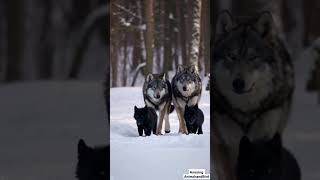 Rare Sight Majestic Snow Black Wolves Walk with Their Adorable Cubs in Winter Wonderland [upl. by Brigette]