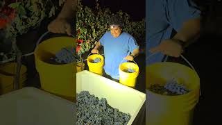 Evening Harvest at our Estate Vineyard [upl. by Zeke]