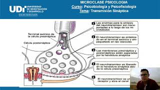 Resumen transmision sinaptica [upl. by Brigham]