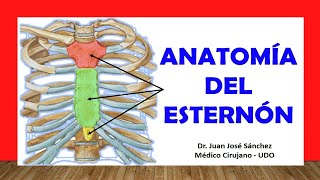 🥇 ANATOMÍA DEL ESTERNÓN Rápida y Sencilla [upl. by Devehcoy]