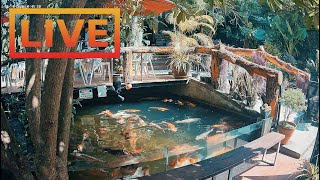 🔴 Zoo Cafe · Feed the Fish LIVE [upl. by Nahsaj953]