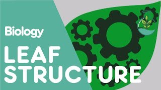 Structure Of The Leaf  Plant  Biology  The FuseSchool [upl. by Nylsej]