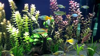 Juwel rio 240 Rainbowfish 2 months [upl. by Cecil308]