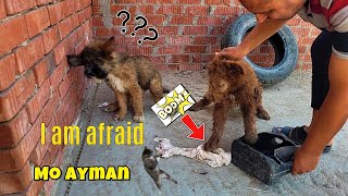 fierce puppies videos funniest cats and dogs 2024 The Dodo animals puppy dogs puppys dog k1 [upl. by Yendyc523]