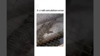 Funny alligator small calculation error Alligator Funny Animal Pet Short￼ [upl. by Yremogtnom589]