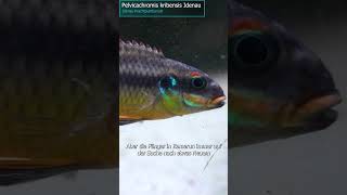 SmaragdPrachtbuntbarsch  Pelvicachromis kribensis Idenau zoobox [upl. by Cresida]