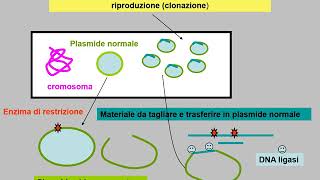 scambioconiugazione trasduzione trasformazione [upl. by Dahij]