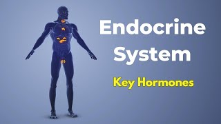 The Endocrine System and Its Key Hormones appsychology psychology endocrinesystem hormones [upl. by Ahsyt604]