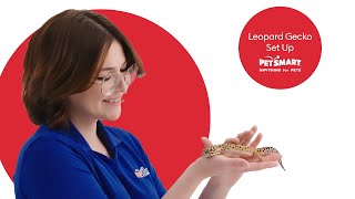 Setting Up Your Leopard Geckos Tank A Complete Guide [upl. by Cyma]