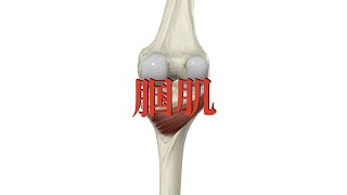 腘肌 popliteus muscle [upl. by Engle]