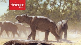 Giant wombatlike creatures migrated across Australia 300000 years ago [upl. by Apoor]