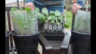 How to grow Brassicas in Pots [upl. by Farro]