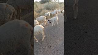 In the desert forest the sheep is the grass eater [upl. by Norine946]