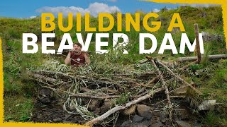 We Built Fake Beaver Dams to Rewild this Dead River [upl. by Aital]