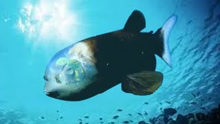 Researchers film rare deep sea fish with transparent head barreleye fish [upl. by Elisa424]