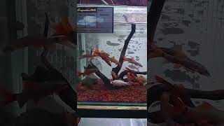 Ikan red pin shark fypシ゚viral ikan ikanhiasairtawar masyaallahtabarakallah [upl. by Ydwor838]