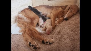 Iza and her puppies day 2 teamredhawks9559 [upl. by Lurleen]